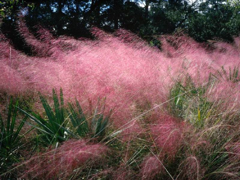 Features of the feather grass plant