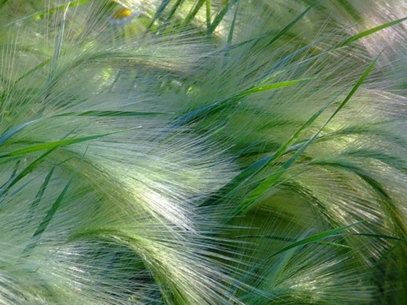 Planta herbácea hierba de plumas