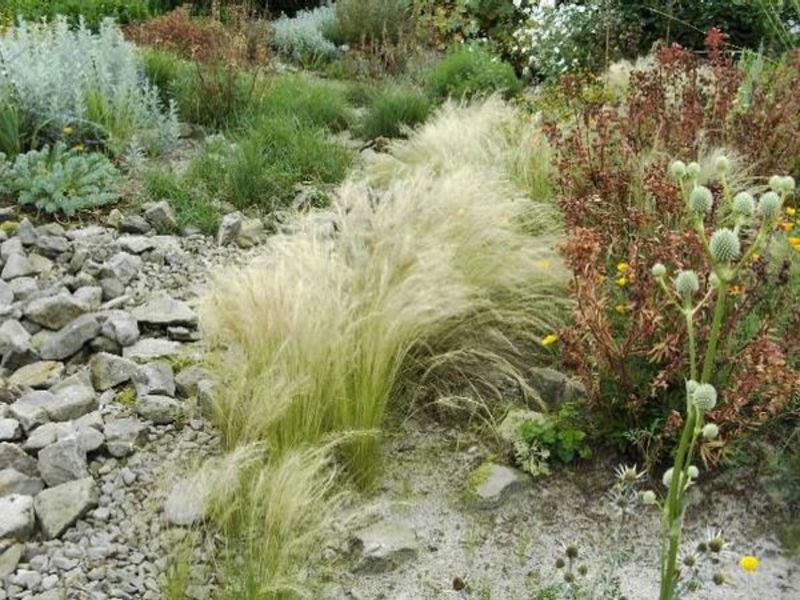 Non-flowering feather grass