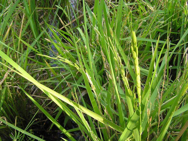 Steppe plante fjærgress