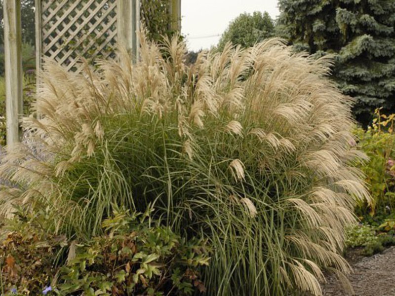 Planta herbácea hierba de plumas