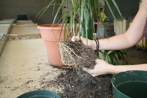 Wie man Dracaena nach der Transplantation pflegt