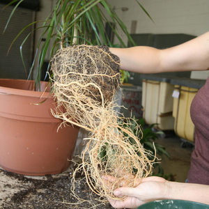 Dracaena kümmert sich