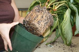 Hvad der er nødvendigt for en dracaena-transplantation