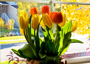 Tulipanplanter i en gryte