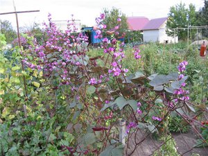 Al doilea nume al plantei este liliac alpinist