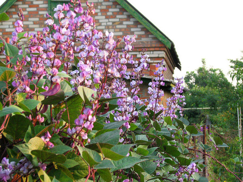 Entretien des haricots jacinthe