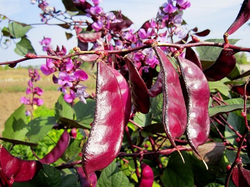 Menanam kacang gondok