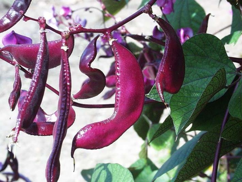 Härliga blommor av hyacintbönan