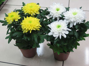 Caring for room chrysanthemum at home