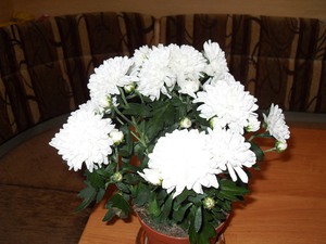 Chrysanthemen in Töpfen