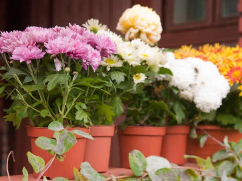 Nous cultivons des chrysanthèmes dans la maison