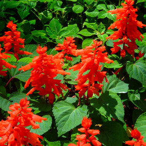 Salvia kweekmethoden