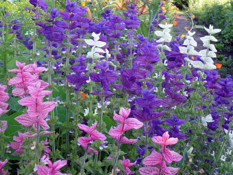 Salvia tulinen