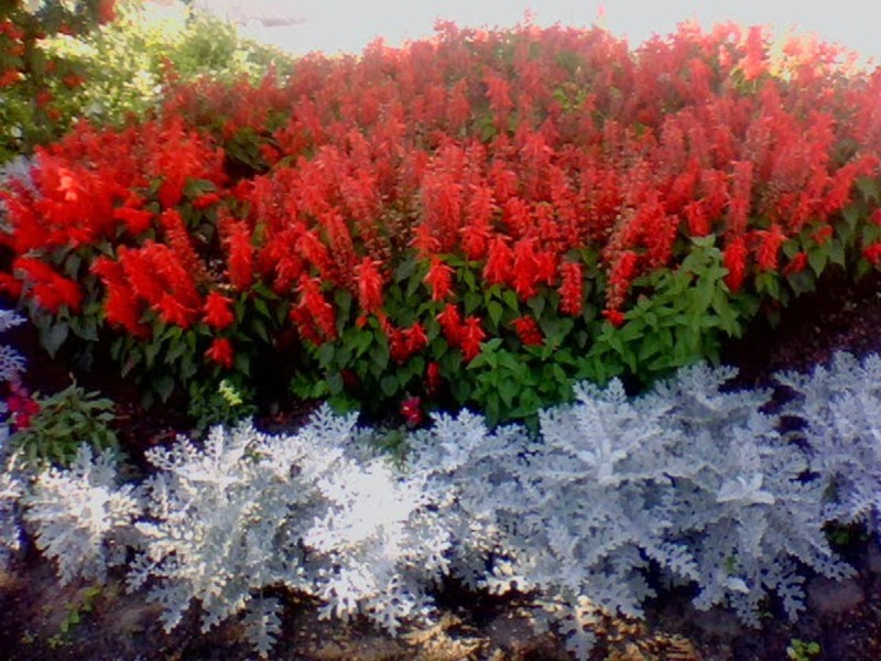 Salvia de flors del club