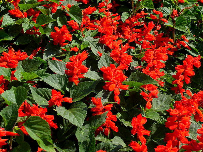 Hoa salvia bốc cháy