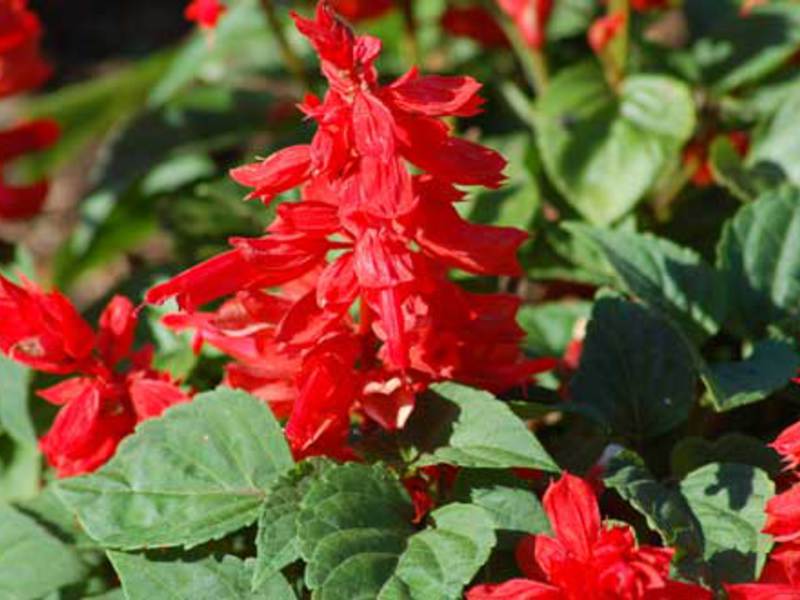 Các loại giống salvia