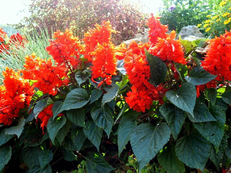 Salvia flower appearance