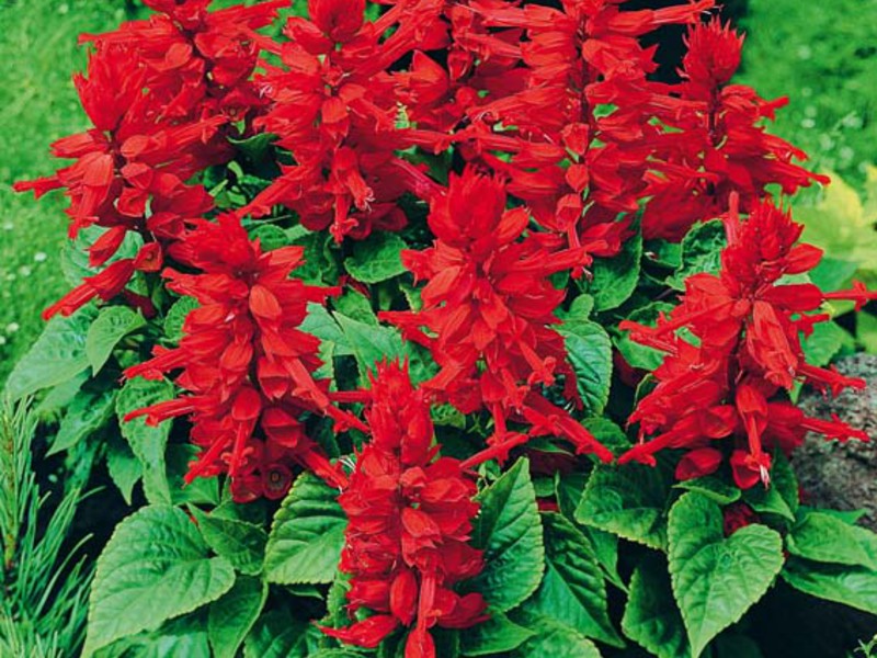 Salvia feurig