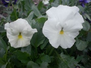 Com cultivar la viola