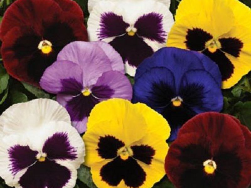 Viola apraksts