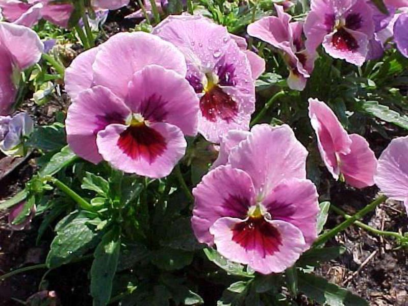 Viola ή Pansies