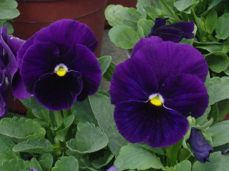 Viola - girlish na bulaklak