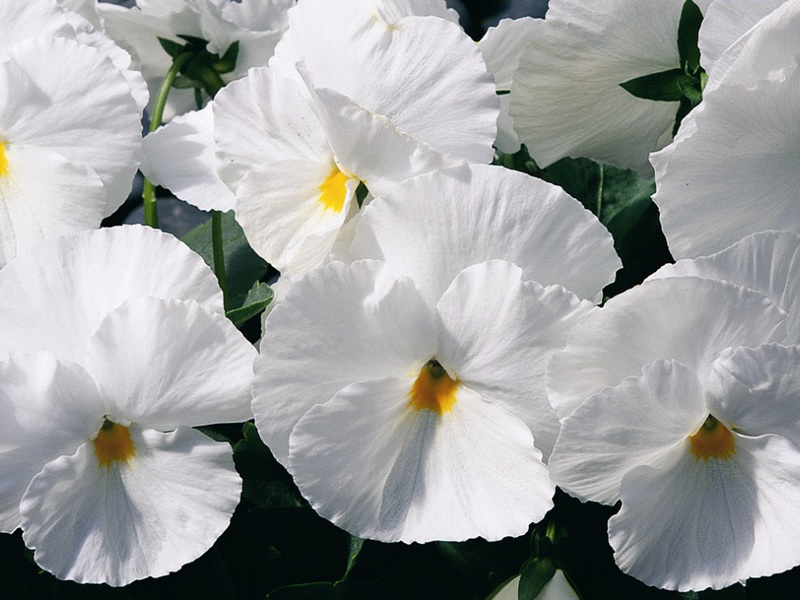 Viola plant pests