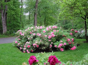 Cómo cultivar peonías en el jardín.