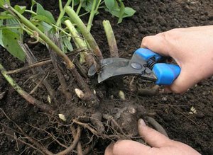 Peony bush transplantatie