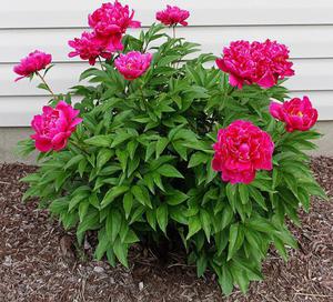 Varieti peony pokok