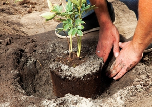 How to transplant peonies in the fall