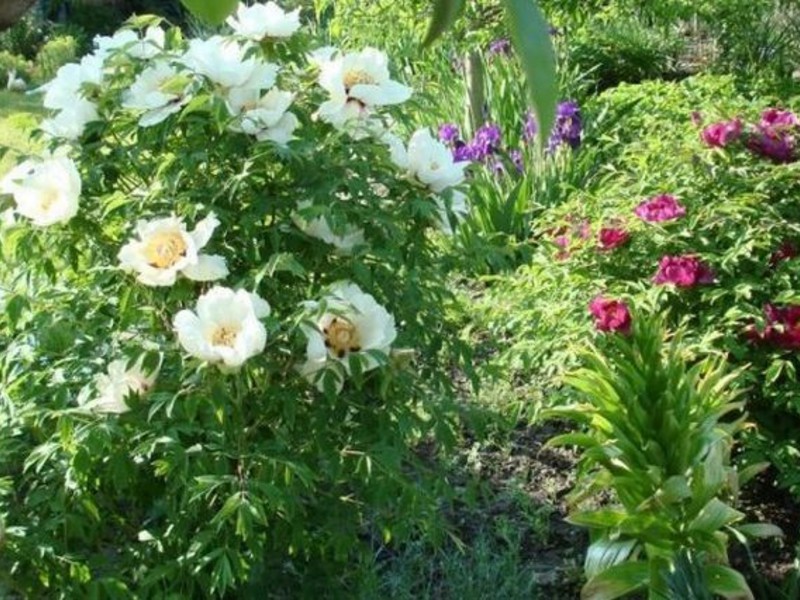 Mga pagkakaiba-iba at pagkakaiba-iba ng mga peonies