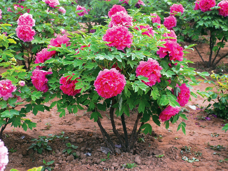 Cómo decorar un jardín con peonías.