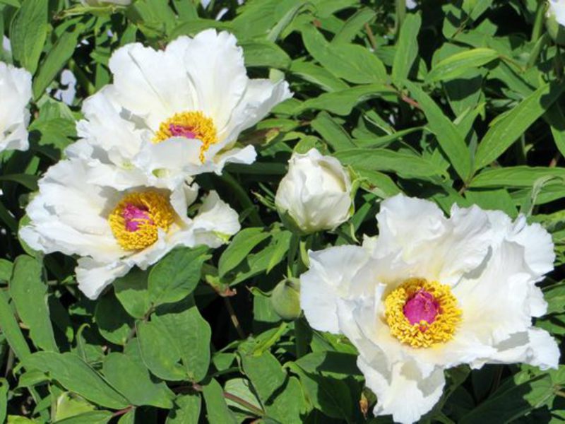 Come fiorisce la peonia arborea