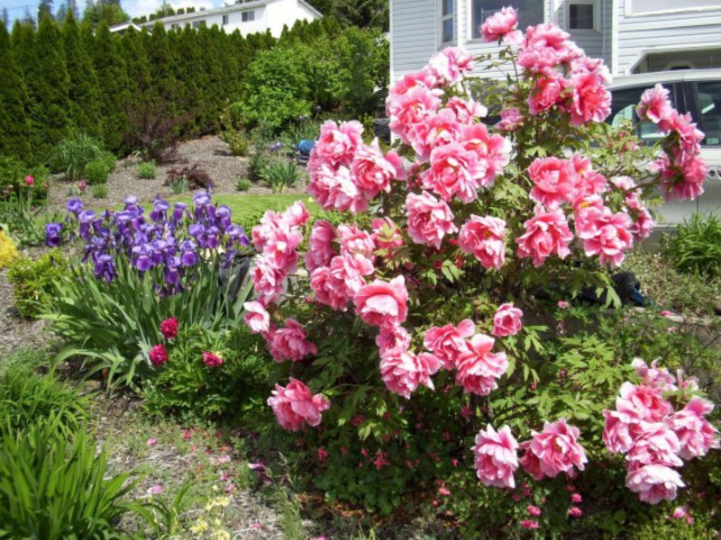 Blomstrende pionbuske