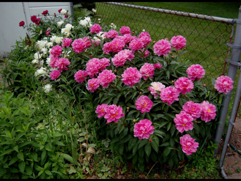 How to grow peonies