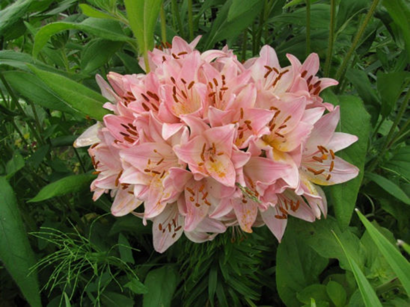 Nhân giống hoa lily Marlene