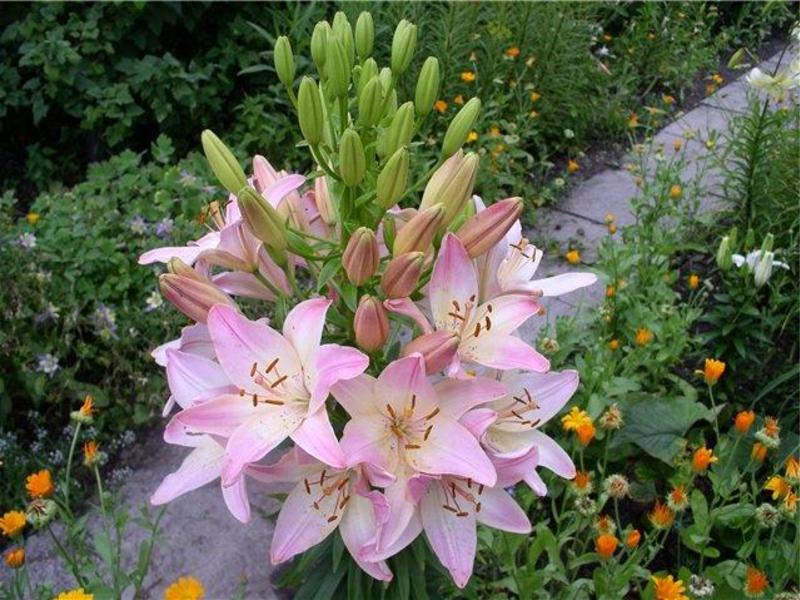 Lily Marlene dans le jardin