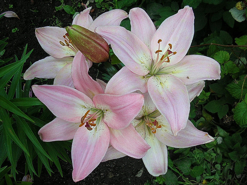 Bedingungen für die Zucht von Lilien