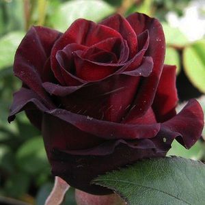 The hybrid tea rose is a shrub that blooms with very vibrant flowers.