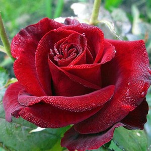  Hybrid tea rose Black Magic - flower close-up