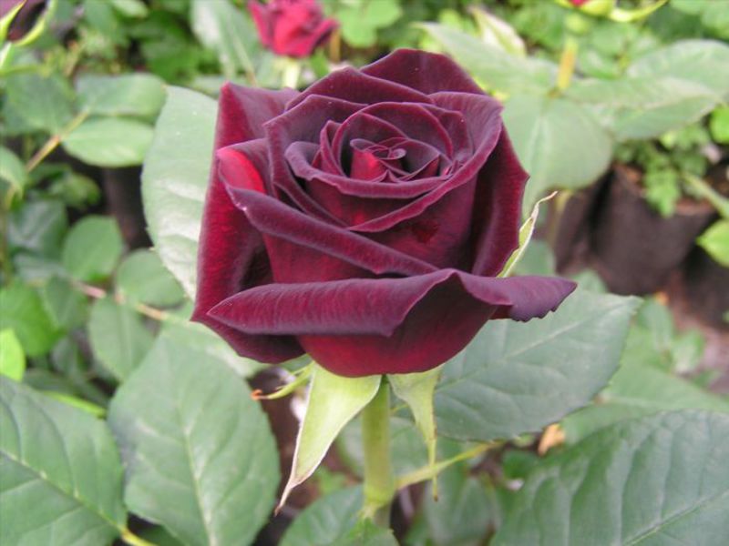 Rose Black Magic - cechy rozmnażania i pielęgnacji.