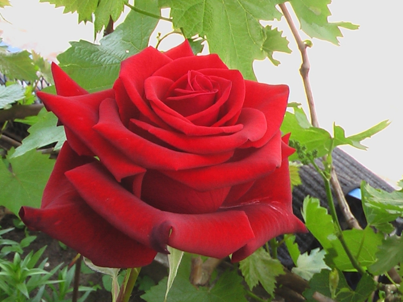 Ang mga hybrid tea roses ay maaaring may iba't ibang mga shade.