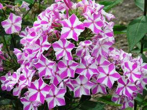 Peppermint Twist es una variedad de phlox muy hermosa.