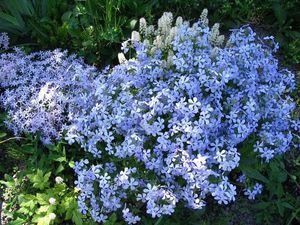 La foto mostra il phlox blu