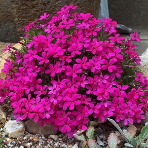 Douglas phlox is een felle bloemtint.