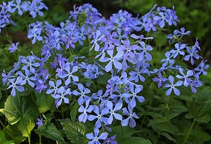 Ang phlox canadensis ay nakikilala sa pamamagitan ng isang hindi pangkaraniwang tasa ng bulaklak.