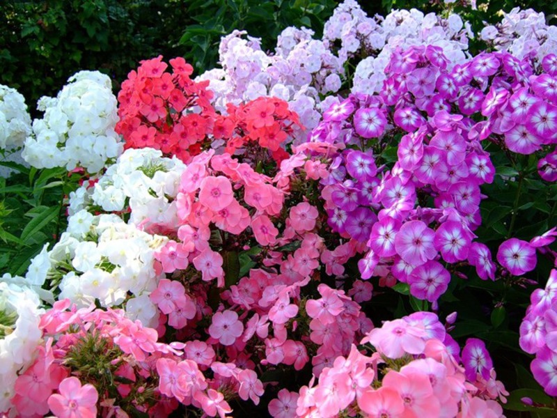 Fioritura di phlox perenne in un'aiuola - foto,