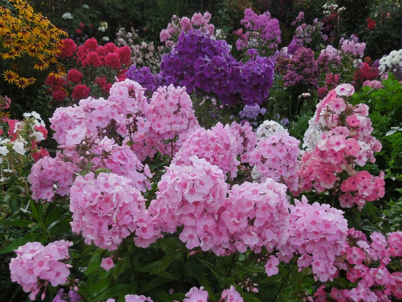 Blomstrende floks kan bli midtpunktet i et blomsterbed.